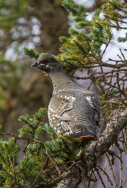 _MG_7595c.jpg - Spruce Grouse (Falcipennis canadensis)